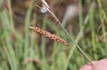 Heath sedge